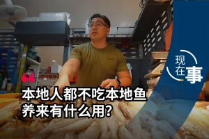 虹鳟陆上养殖试营运：本地供餐桌最快年底